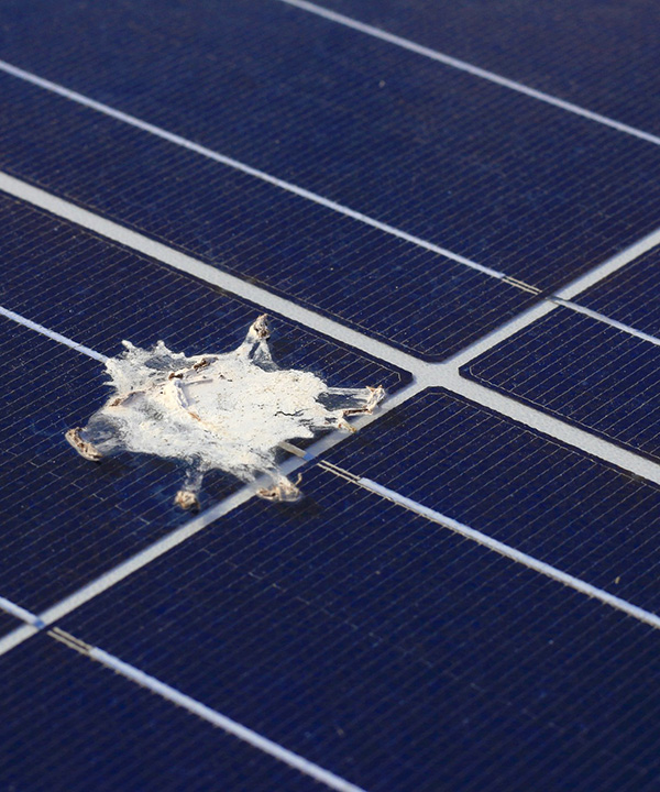 Solar Panel Pest Abatement